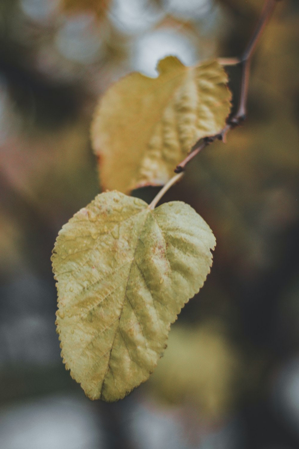 green leaf in macro shot