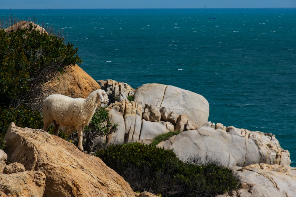 white sheep on gray rock formation near body of water during daytime