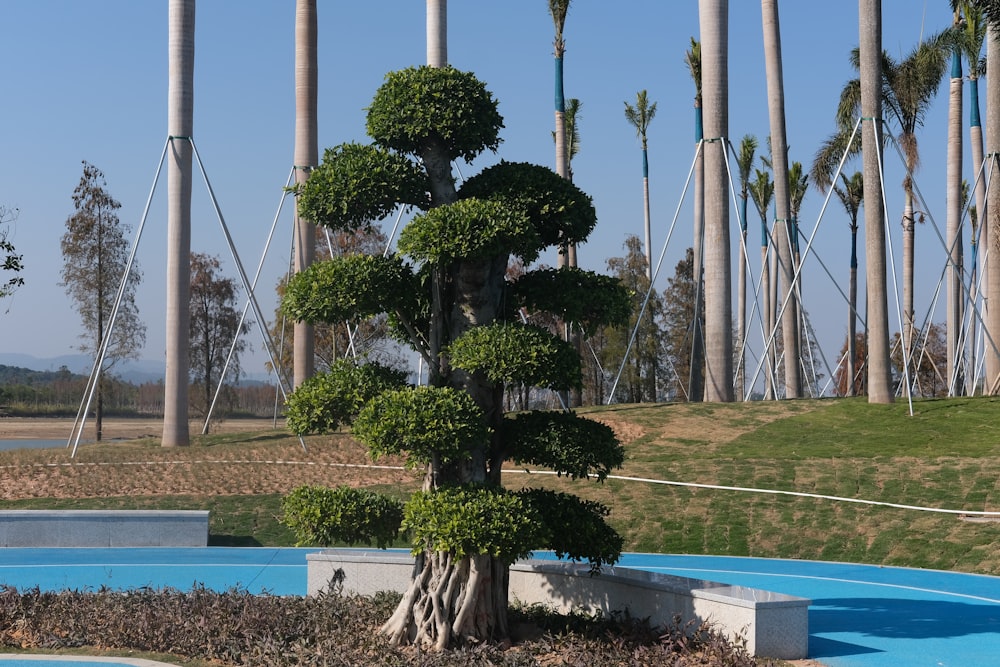 green pine trees on green grass field during daytime