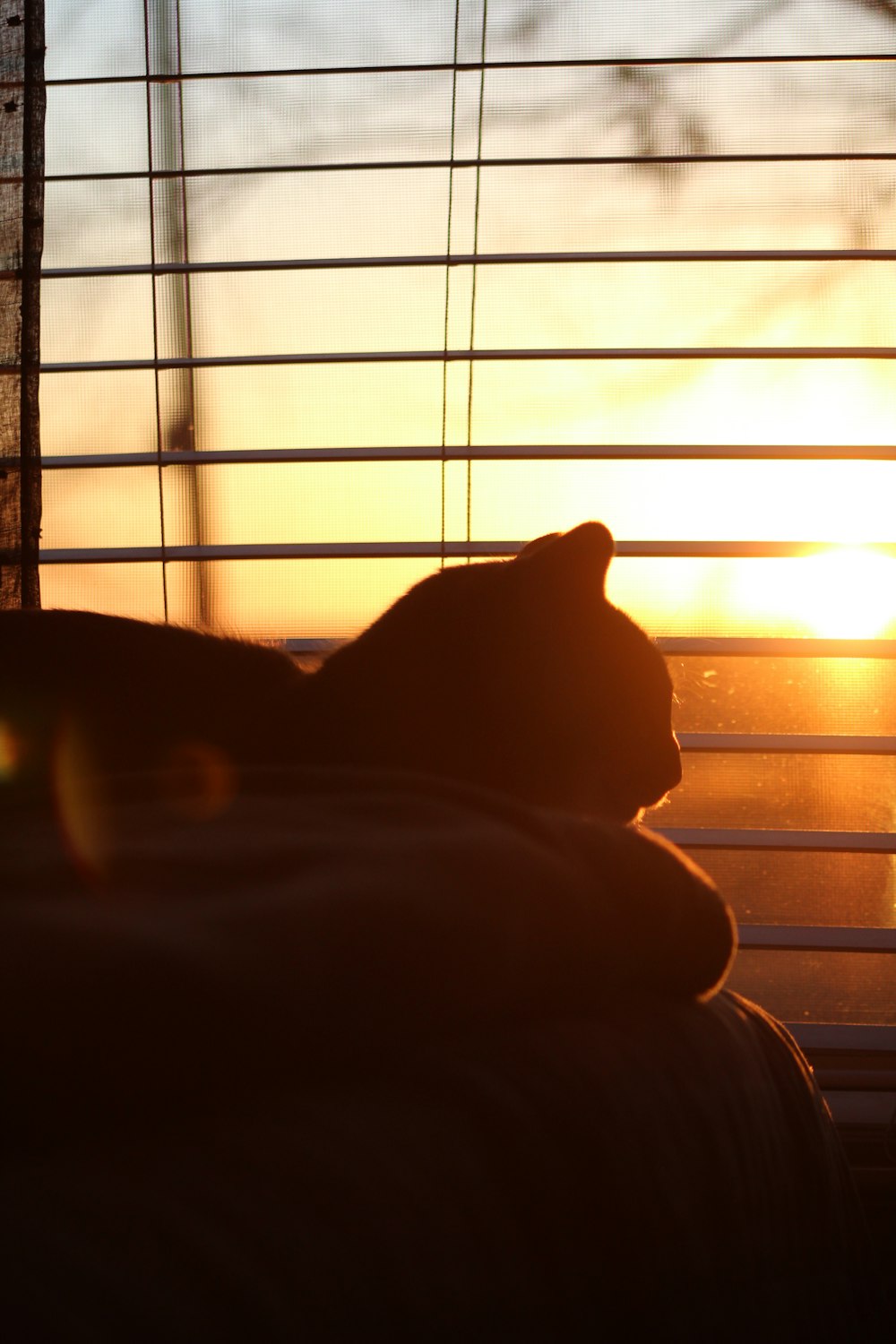 silhouette of cat on window