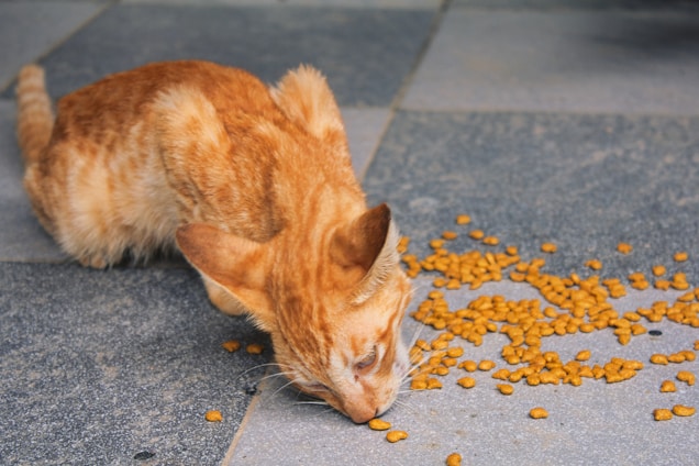An orange cat eating scattered dry cat food on a tiled floor. The feline's posture is low to the ground, focusing intently on the food in front of it.