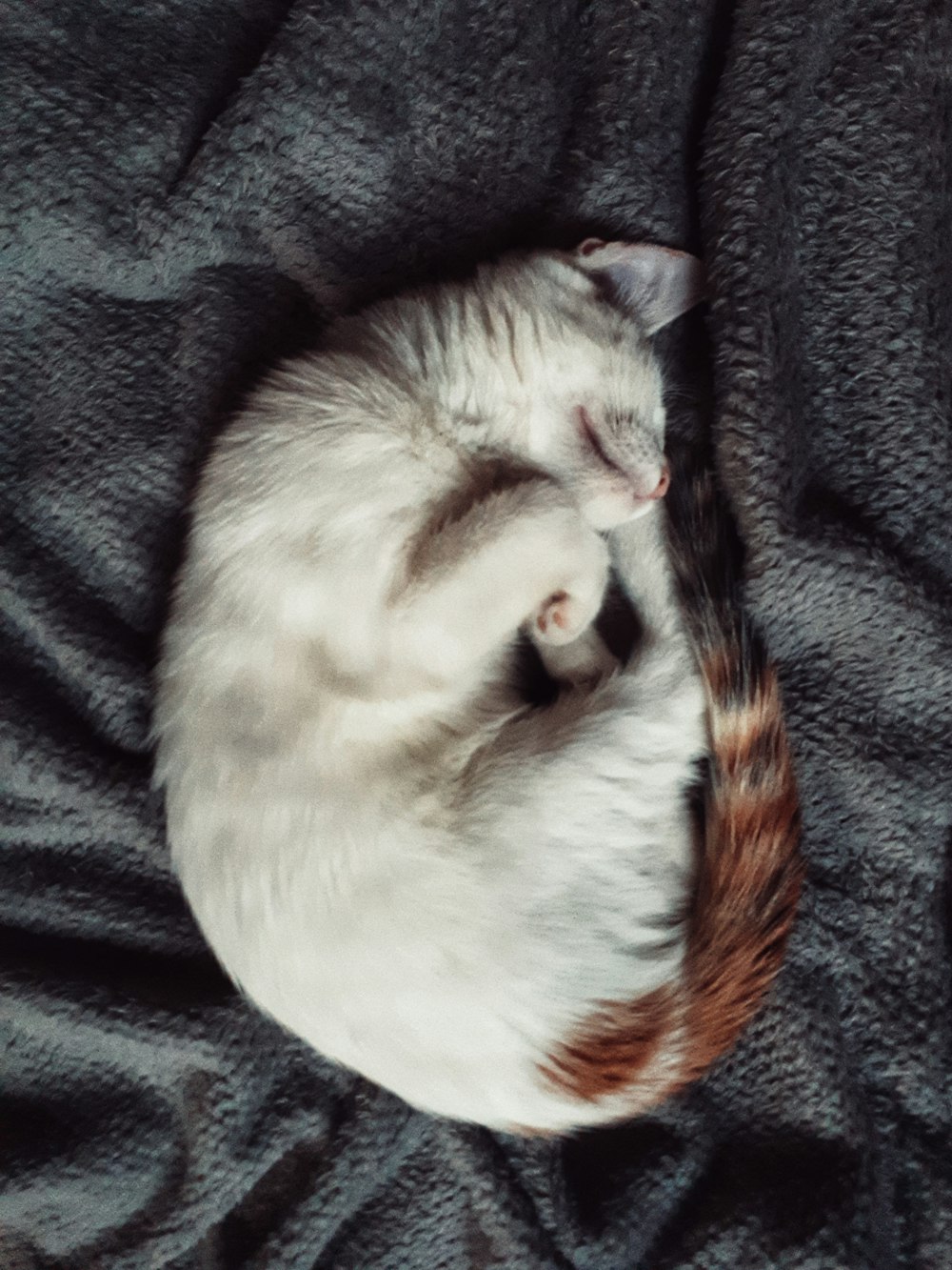 white and brown cat lying on black textile