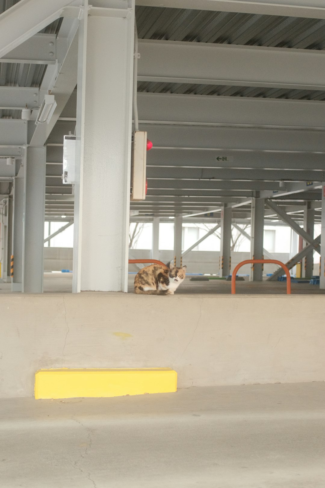 brown and white short coated dog lying on gray concrete floor