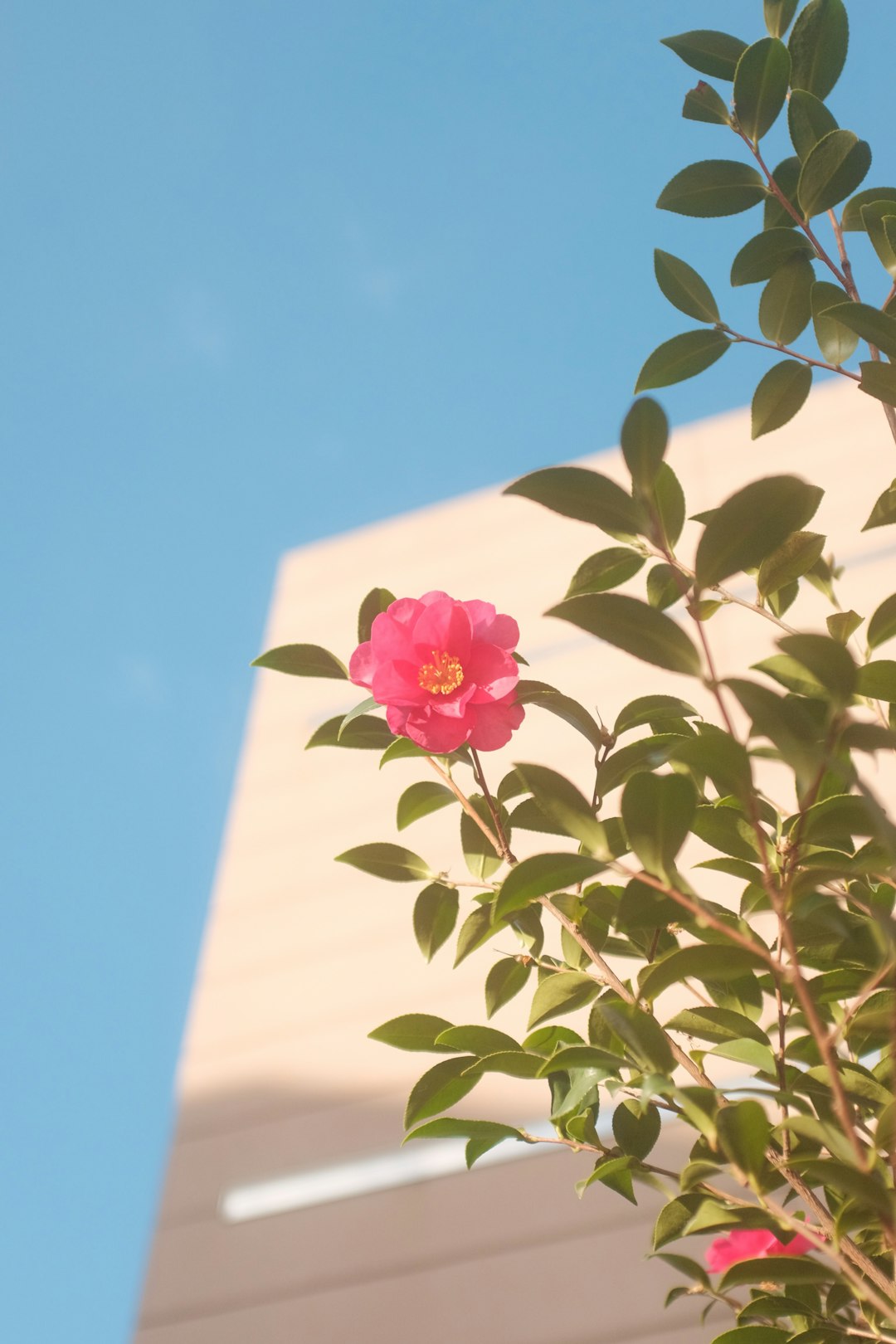 pink flower with green leaves