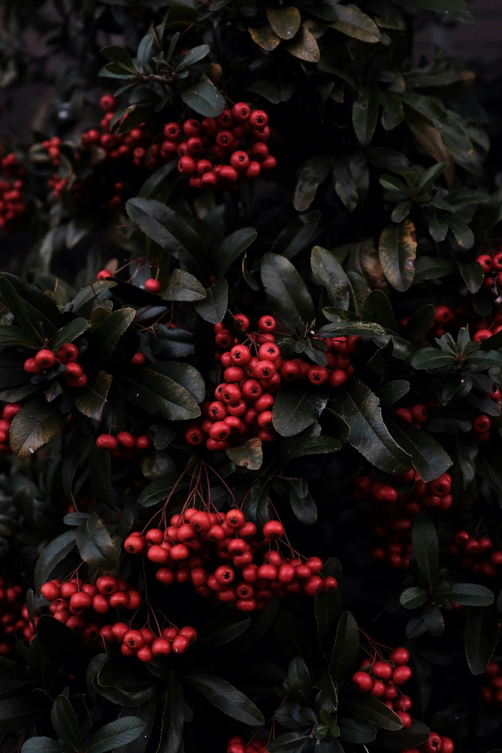 red round fruits in close up photography