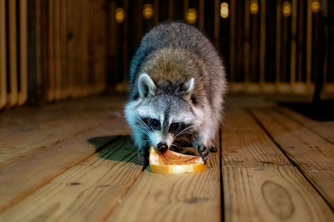  gray and white raccoon drinking from clear drinking glass raccoon