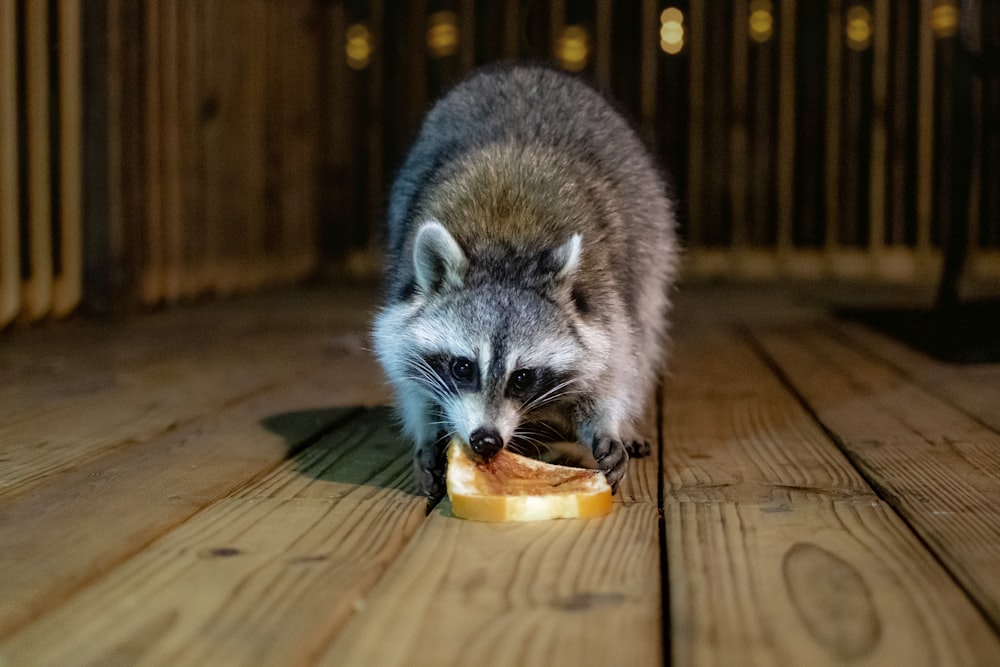 gray and white raccoon drinking from clear drinking glass