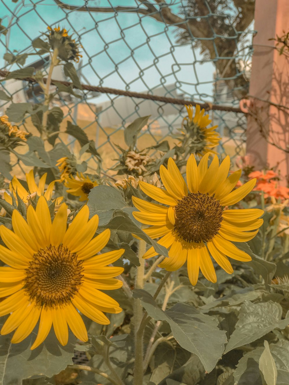 yellow sunflower in bloom during daytime