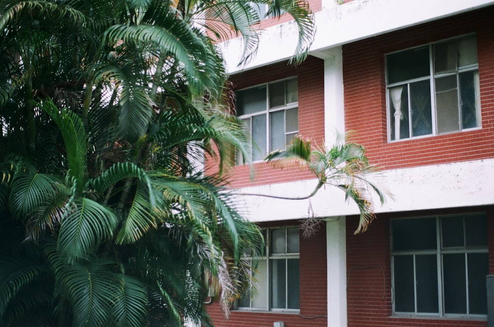 Palmera verde cerca de un edificio de hormigón marrón y blanco durante el día