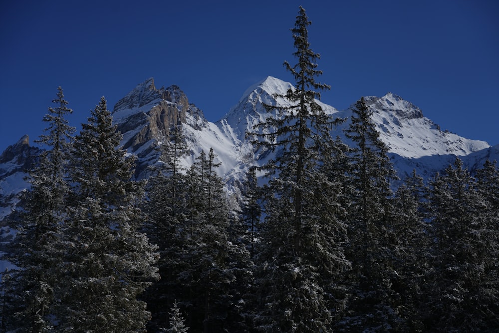 green pine trees near snow covered mountain during daytime