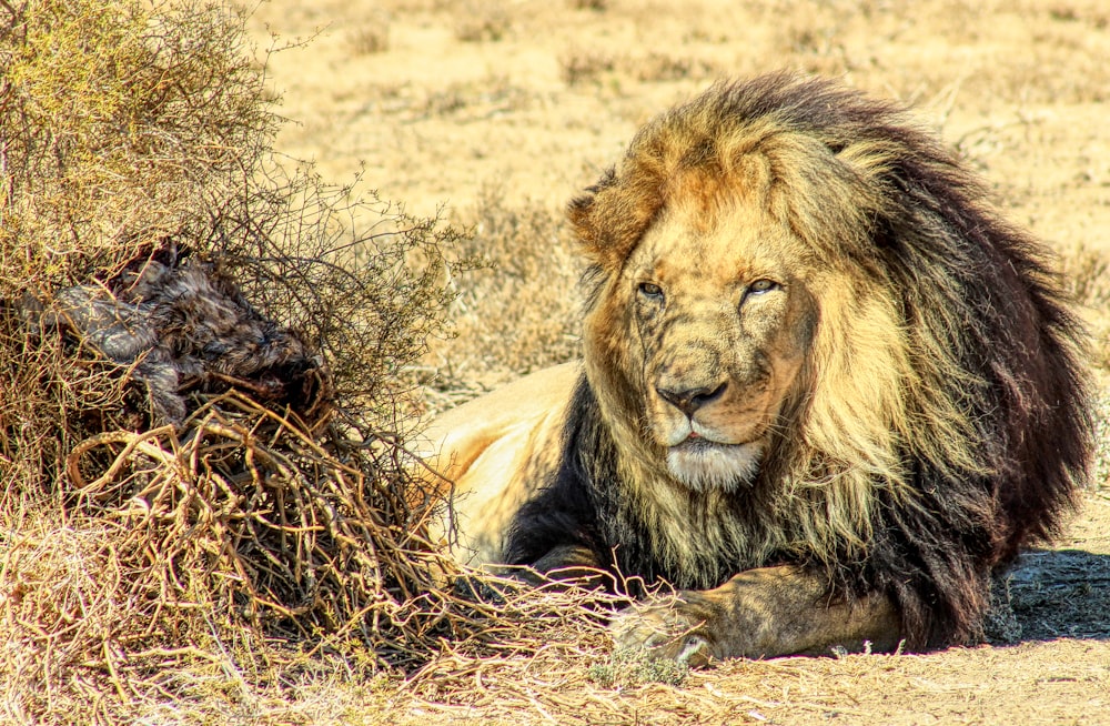 昼間に茶色の草の上に横たわるライオン
