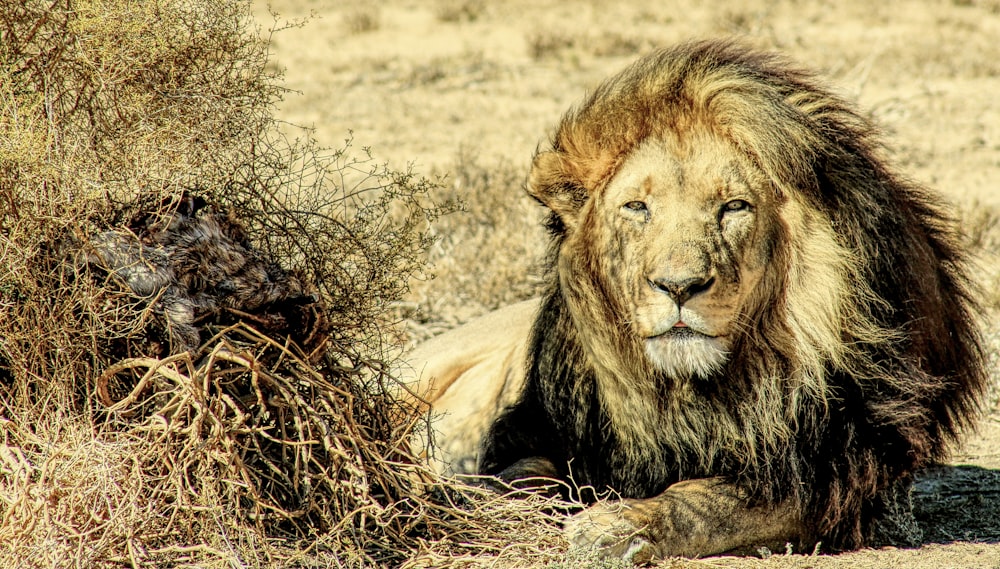 Lion couché sur l’herbe brune pendant la journée