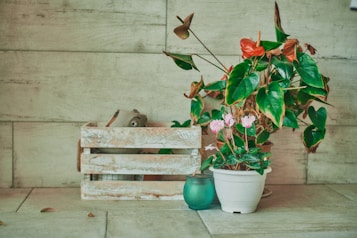 A rustic setting featuring a large leafy plant in a white pot and a smaller flowering plant beside it. An ornamental item peeks out from a weathered wooden crate, which is placed on a tiled floor against a light stone wall. The scene has a cozy, natural aesthetic.