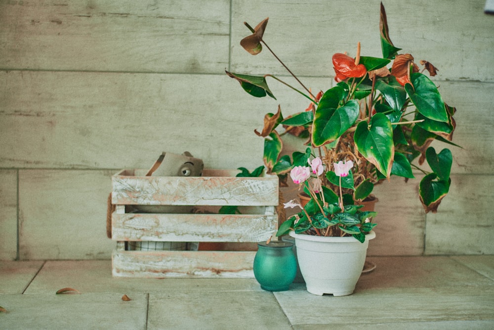 green potted plant on brown wooden crate