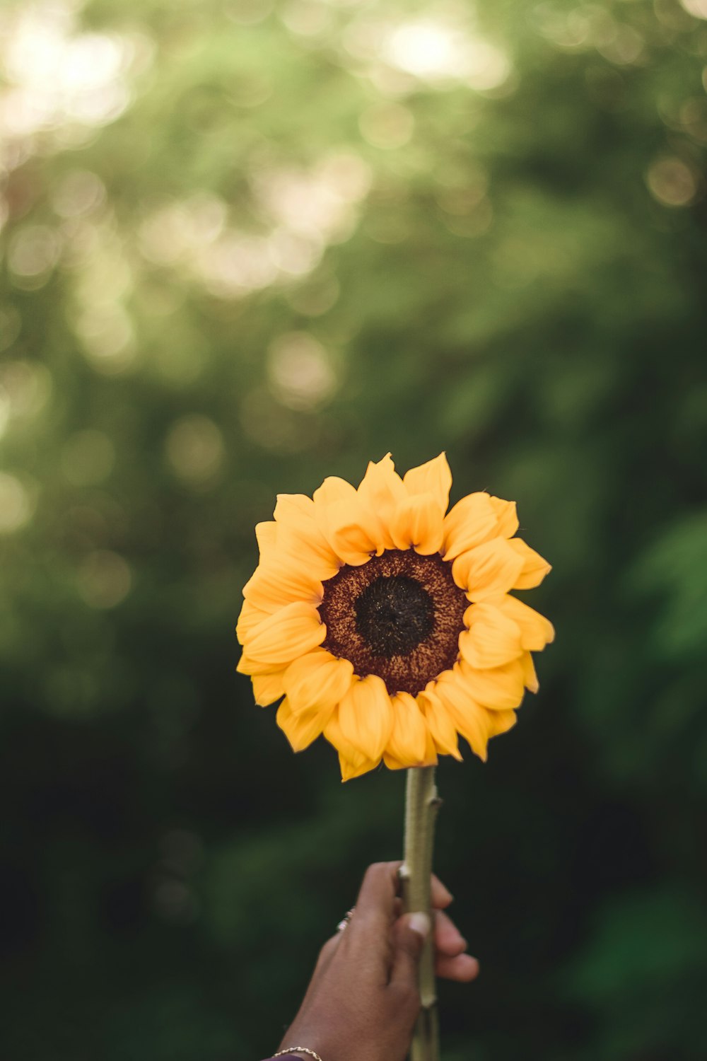 yellow flower in tilt shift lens