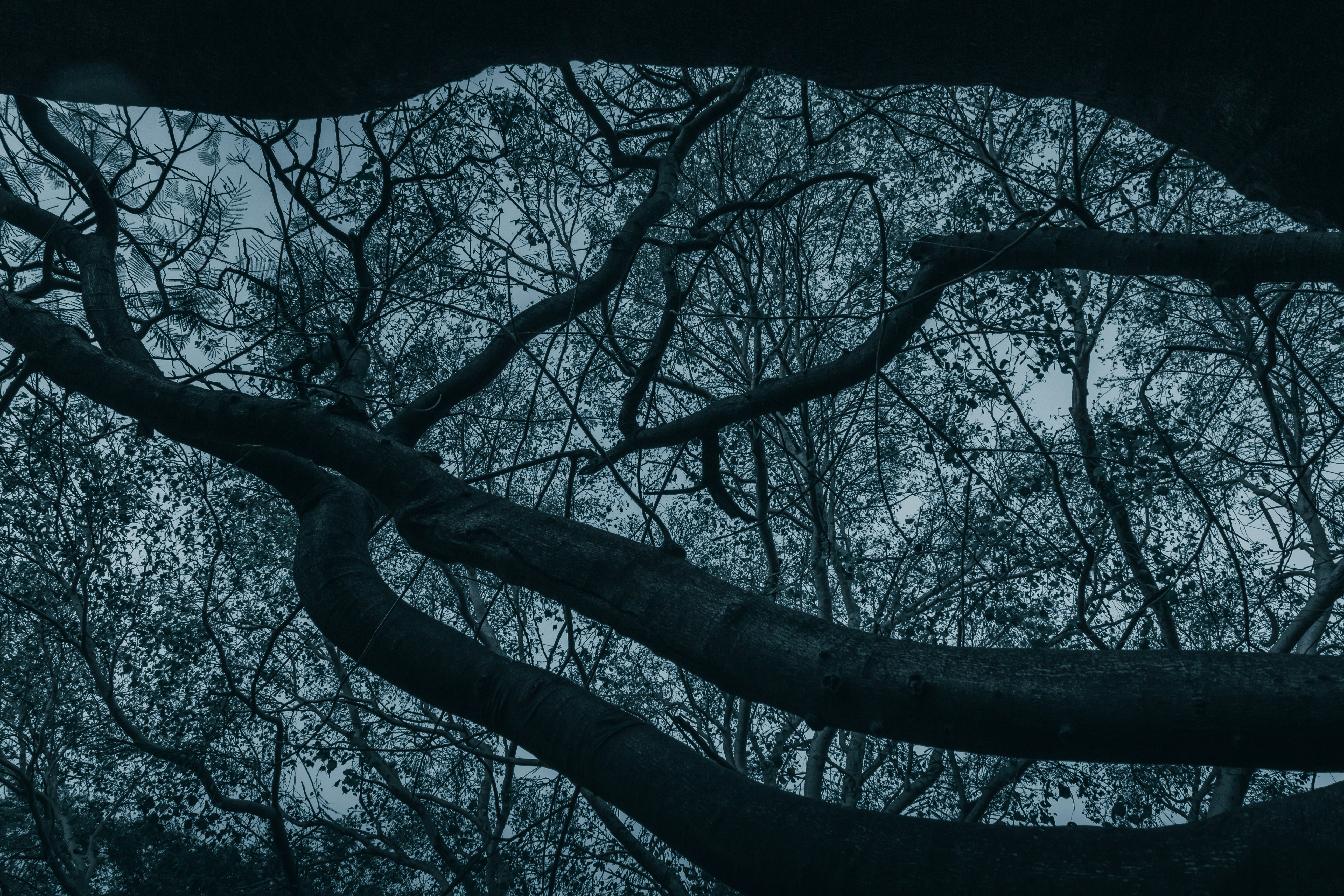 Photo by shiladityabiswas