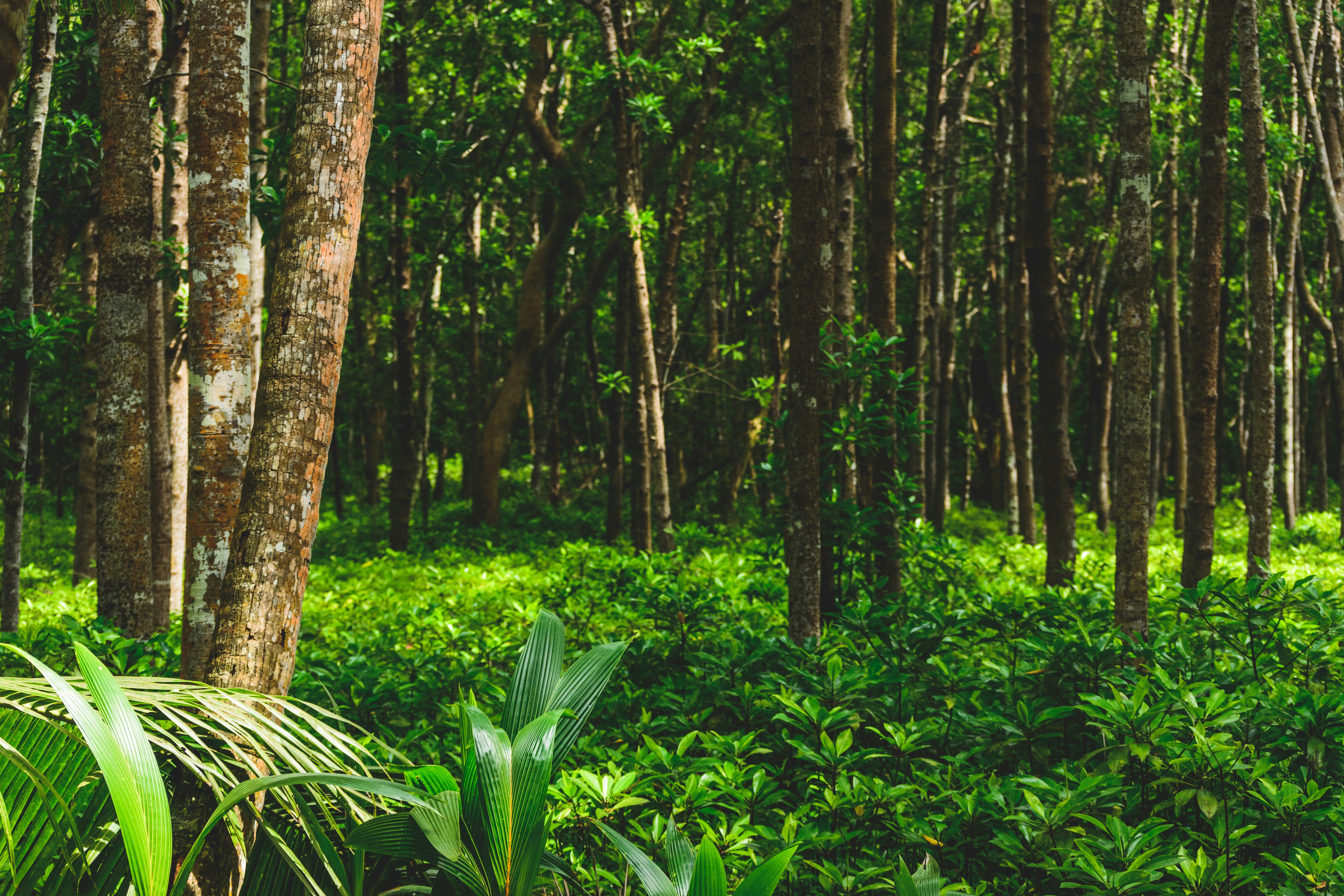 green plants and trees during daytime