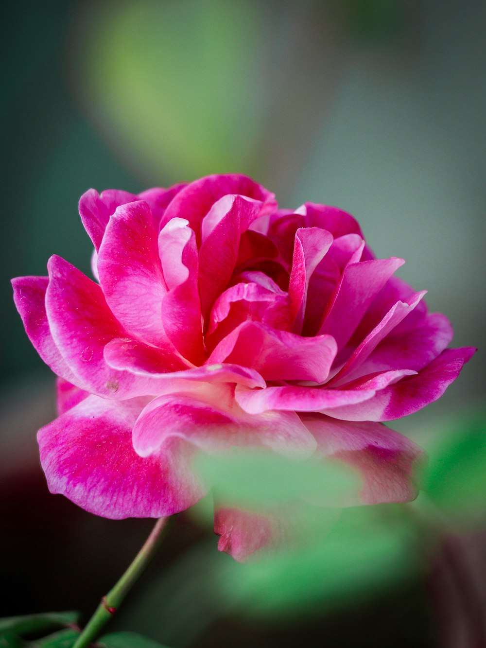 pink flower in tilt shift lens