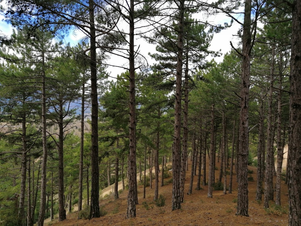 green trees on brown field during daytime