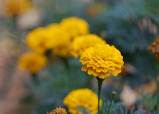 yellow flower in tilt shift lens