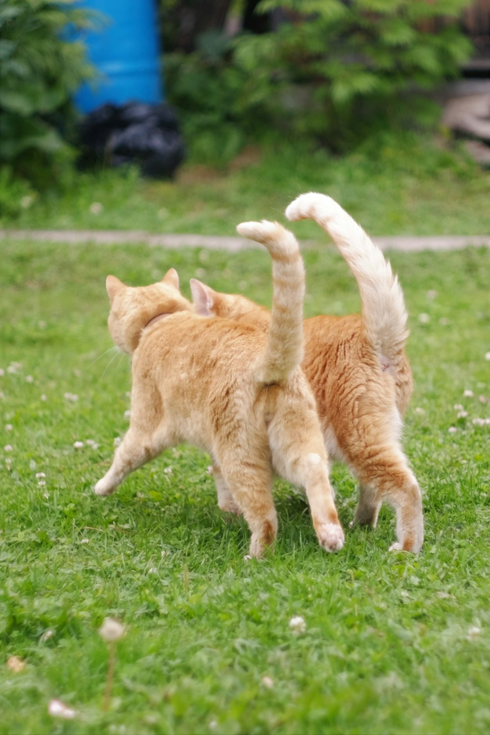 orange tabby cat walking on green grass field during daytime