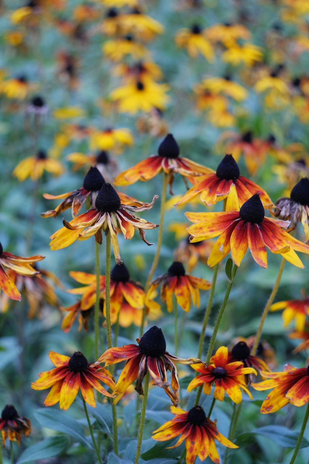 red and yellow flowers in tilt shift lens