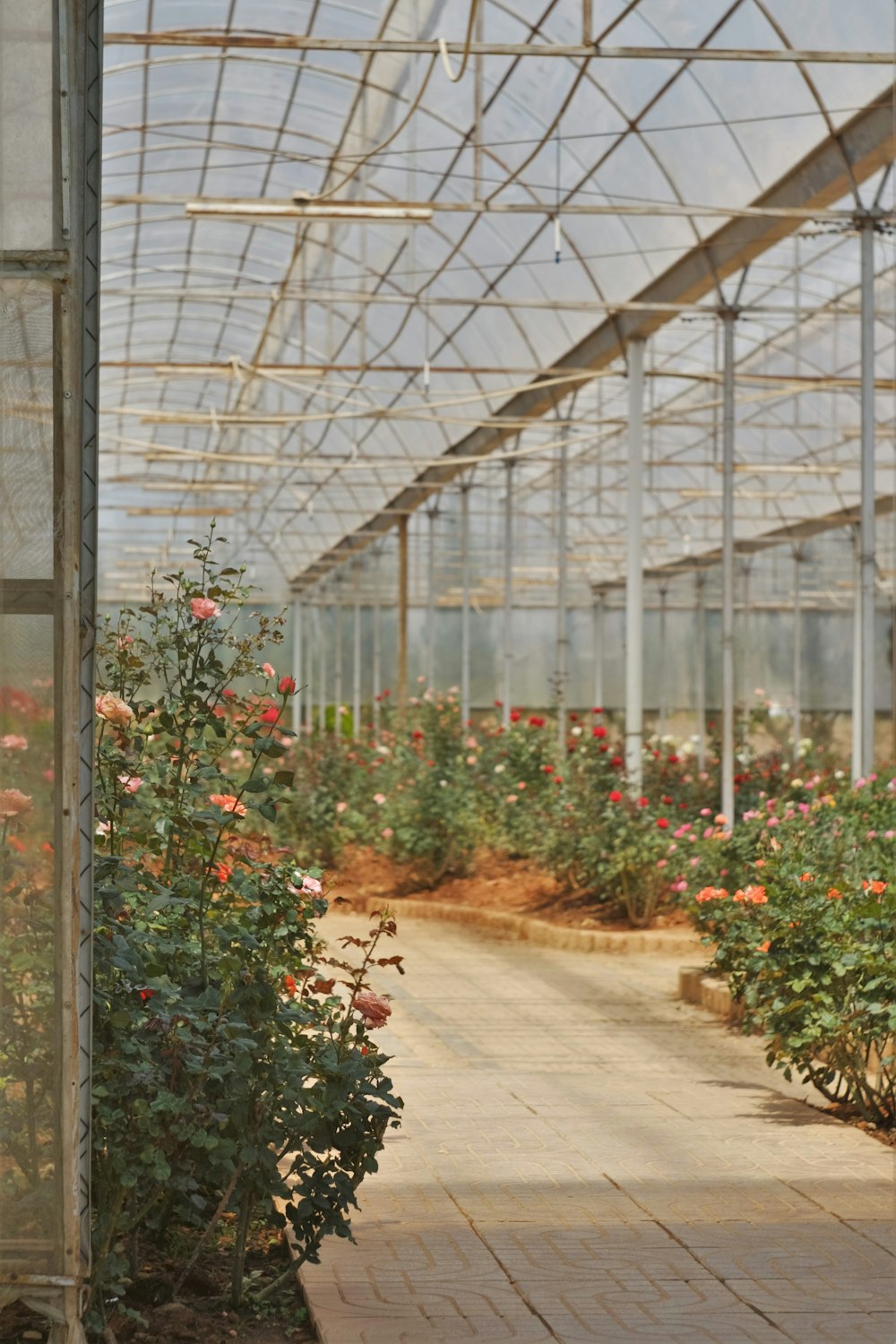 green and red plants inside greenhouse