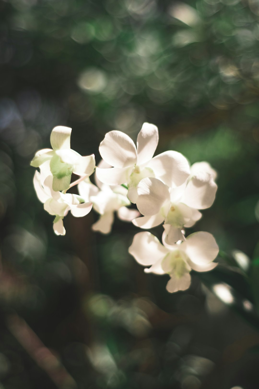 white flowers in tilt shift lens