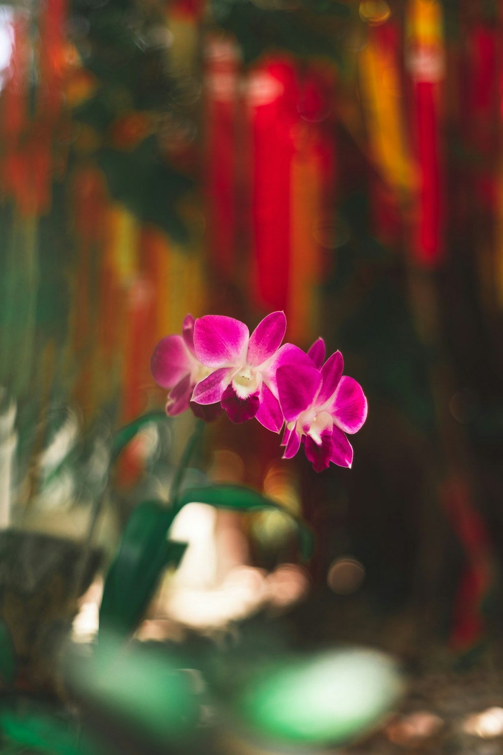 purple flower in tilt shift lens