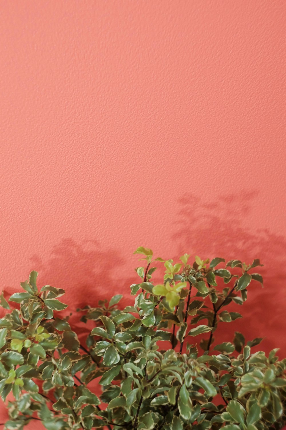green and red plant beside pink wall