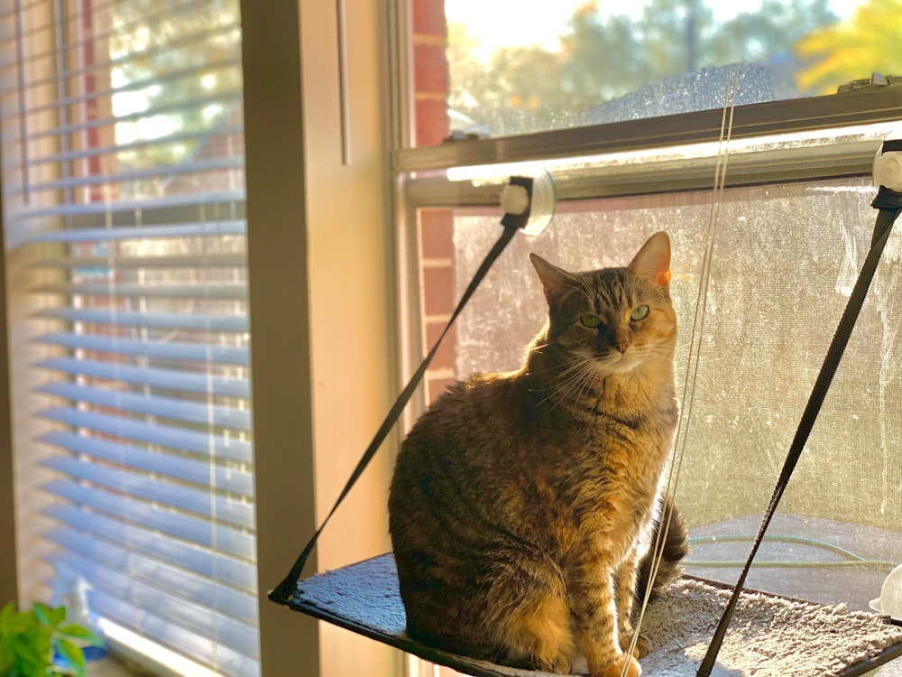 brown tabby cat sitting on window
