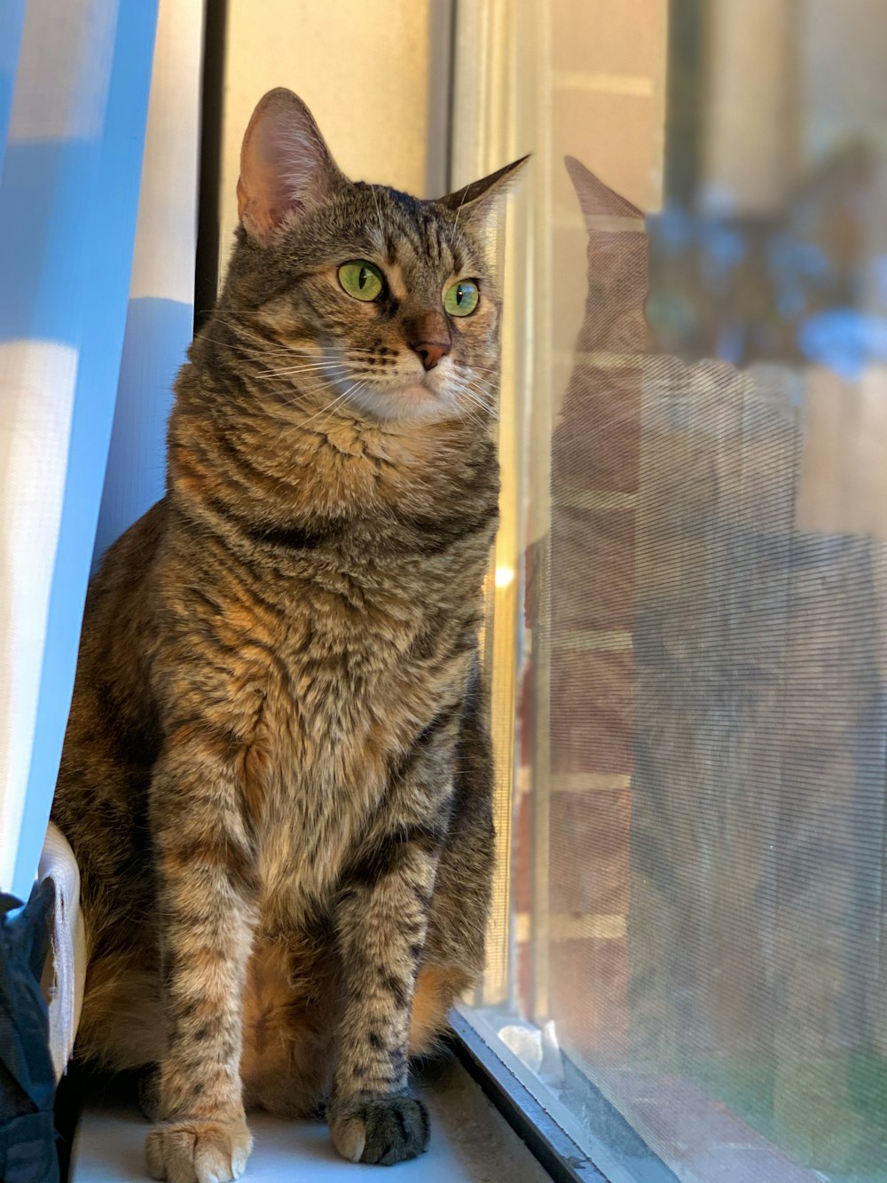 brown tabby cat on window