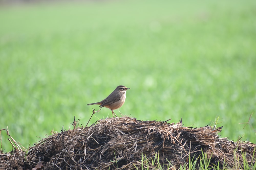 brown bird on brown nest during daytime