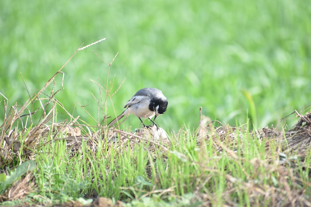 black and white bird on green grass during daytime