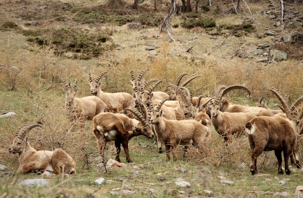 herd of brown goats on green grass field during daytime