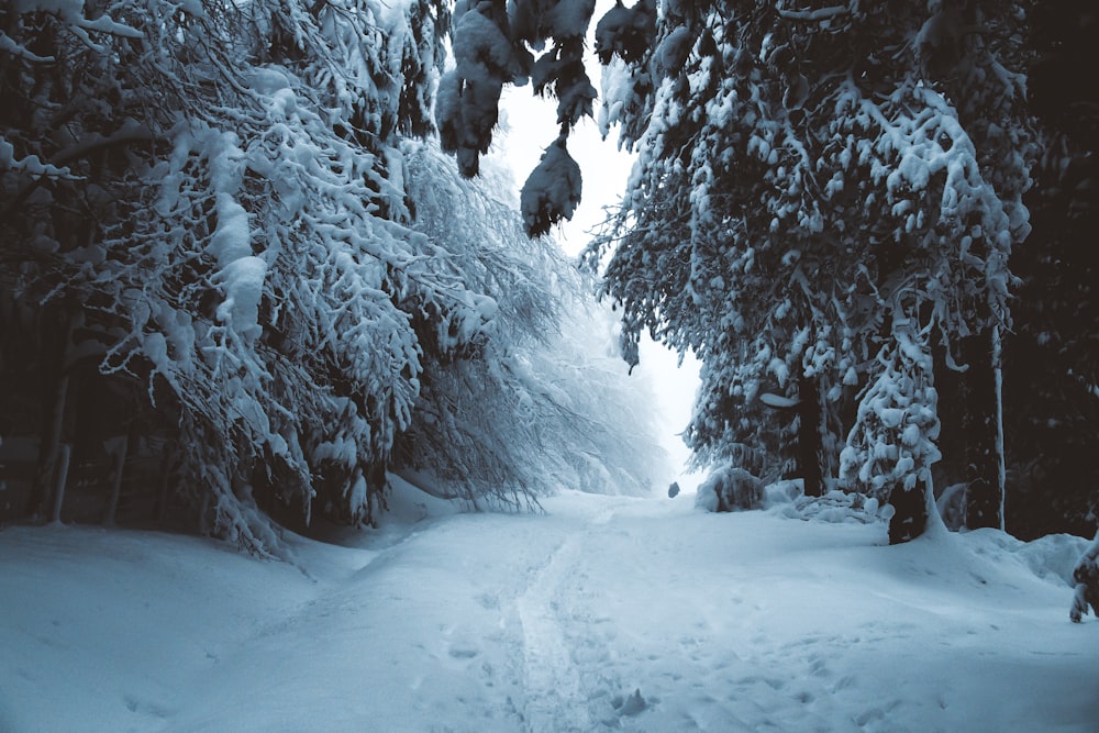 snow covered trees during daytime