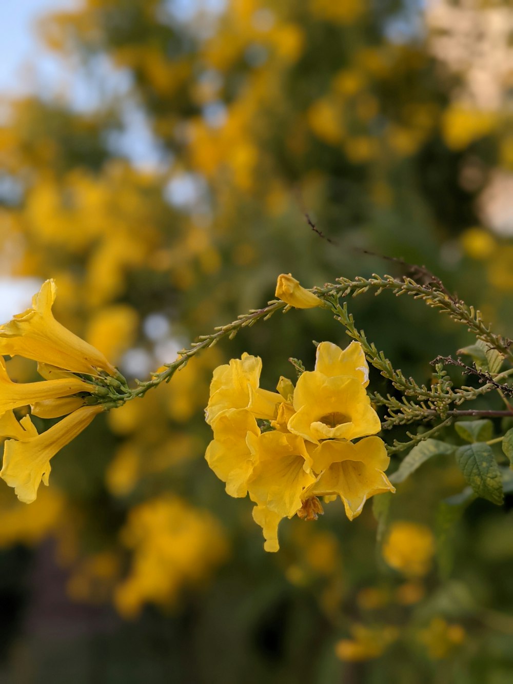 yellow flower on brown tree branch during daytime