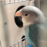 A close-up of a parrot with soft, light blue and gray feathers perched inside a metal cage. The bird's beak is prominently visible, and the background includes part of a wooden nesting box.