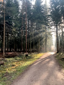 gray concrete road in between green trees during daytime