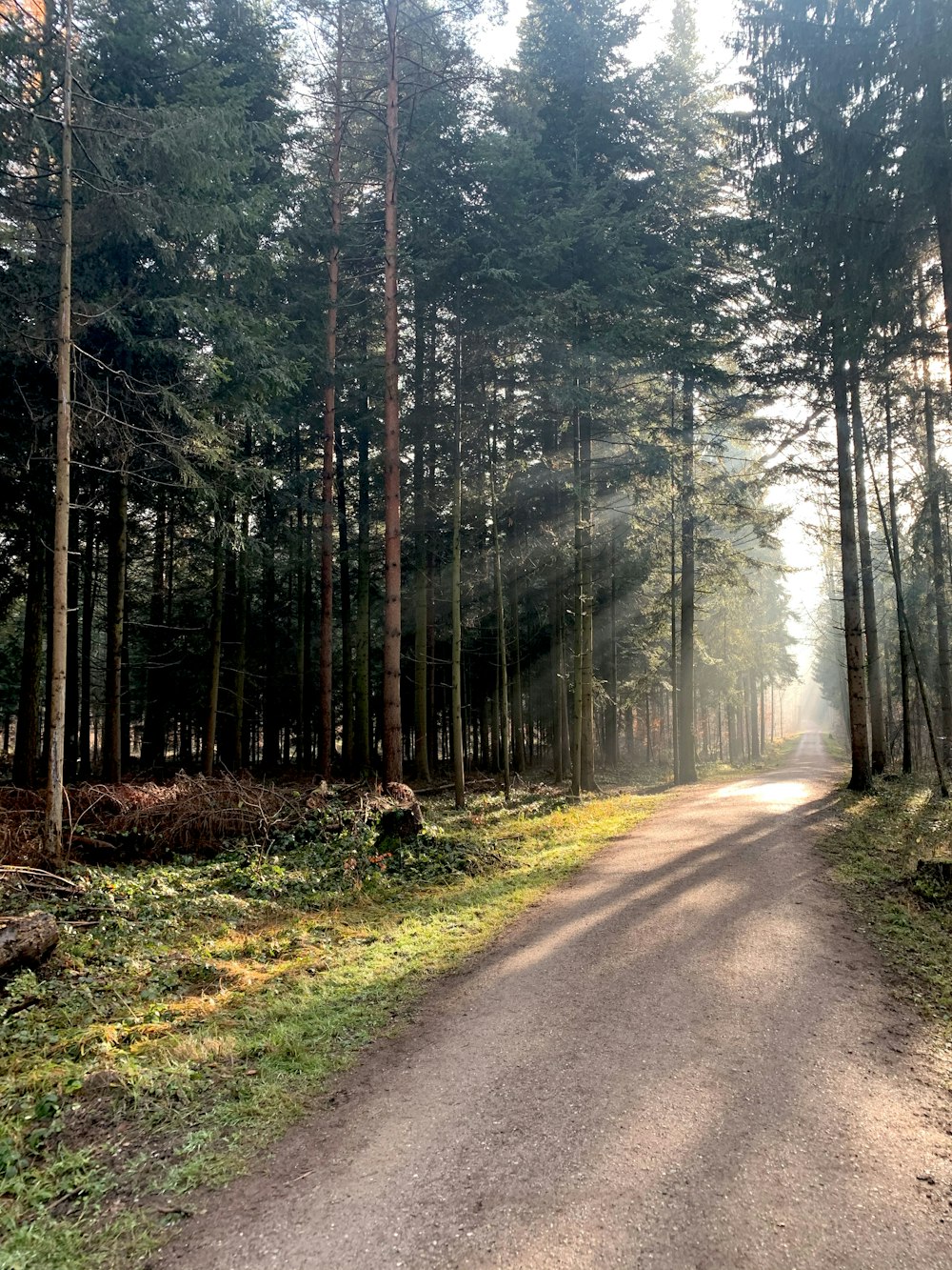 gray concrete road in between green trees during daytime