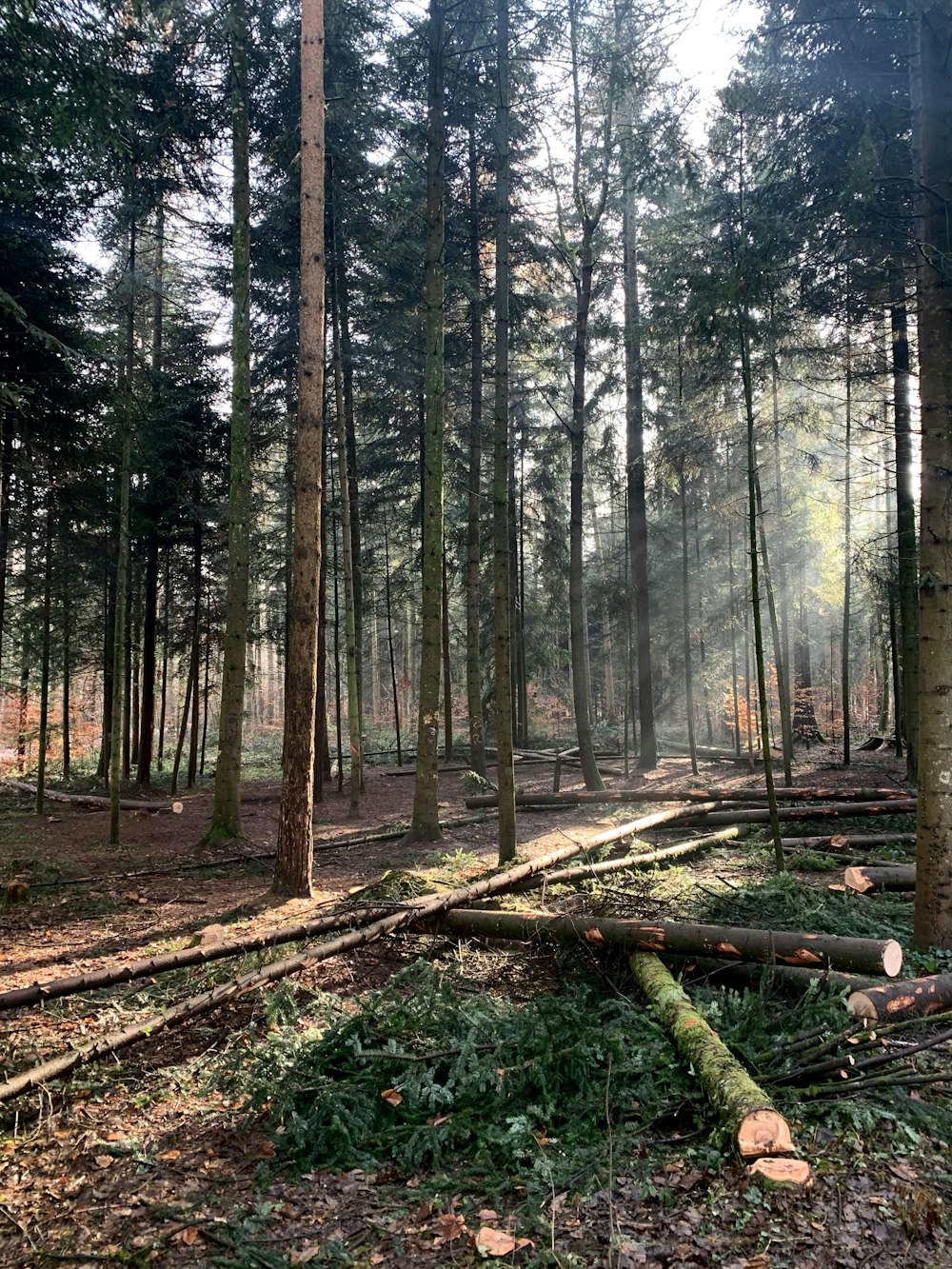 Sentiero in legno marrone tra alberi verdi durante il giorno