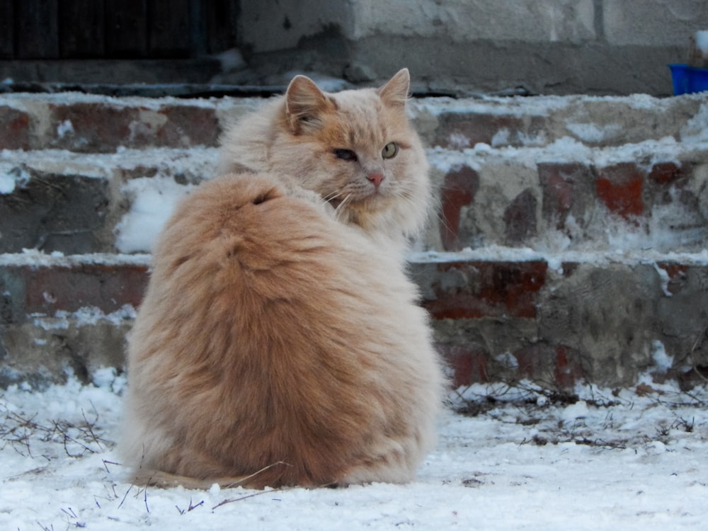 gato atigrado naranja sobre nieve blanca