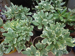 Close-up of lush, healthy plants ready for delivery, showcasing a mix of local and European species.