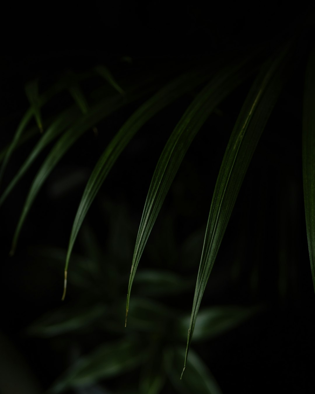 green plant in dark room