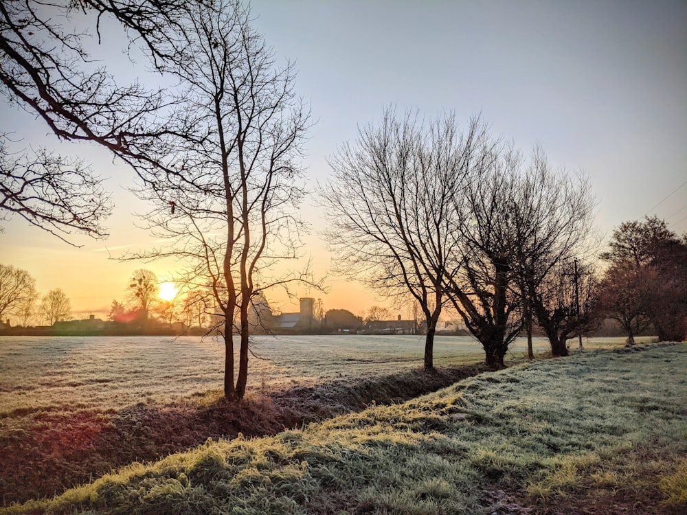 leafless tree on green grass field during sunset