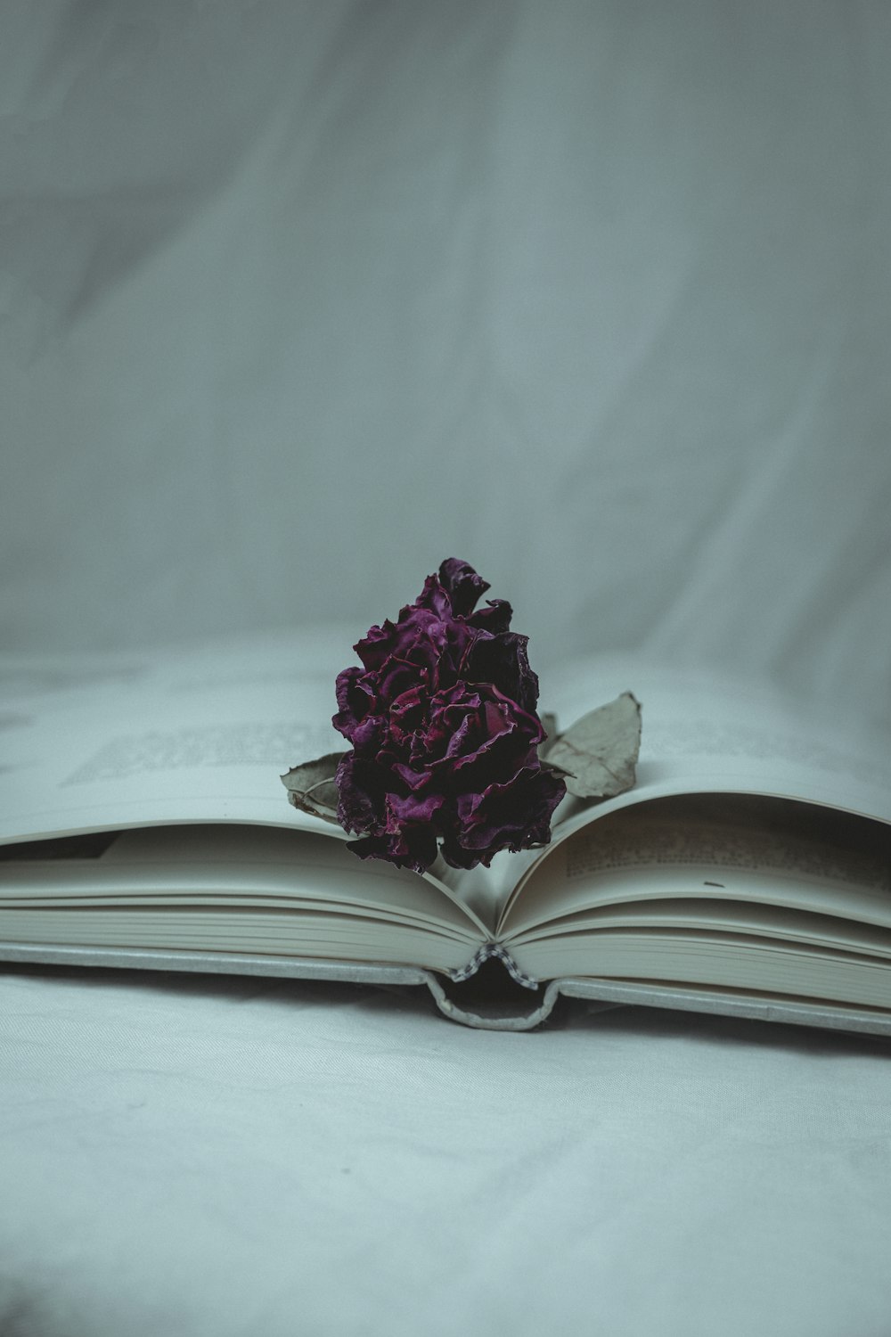 purple flower on book page