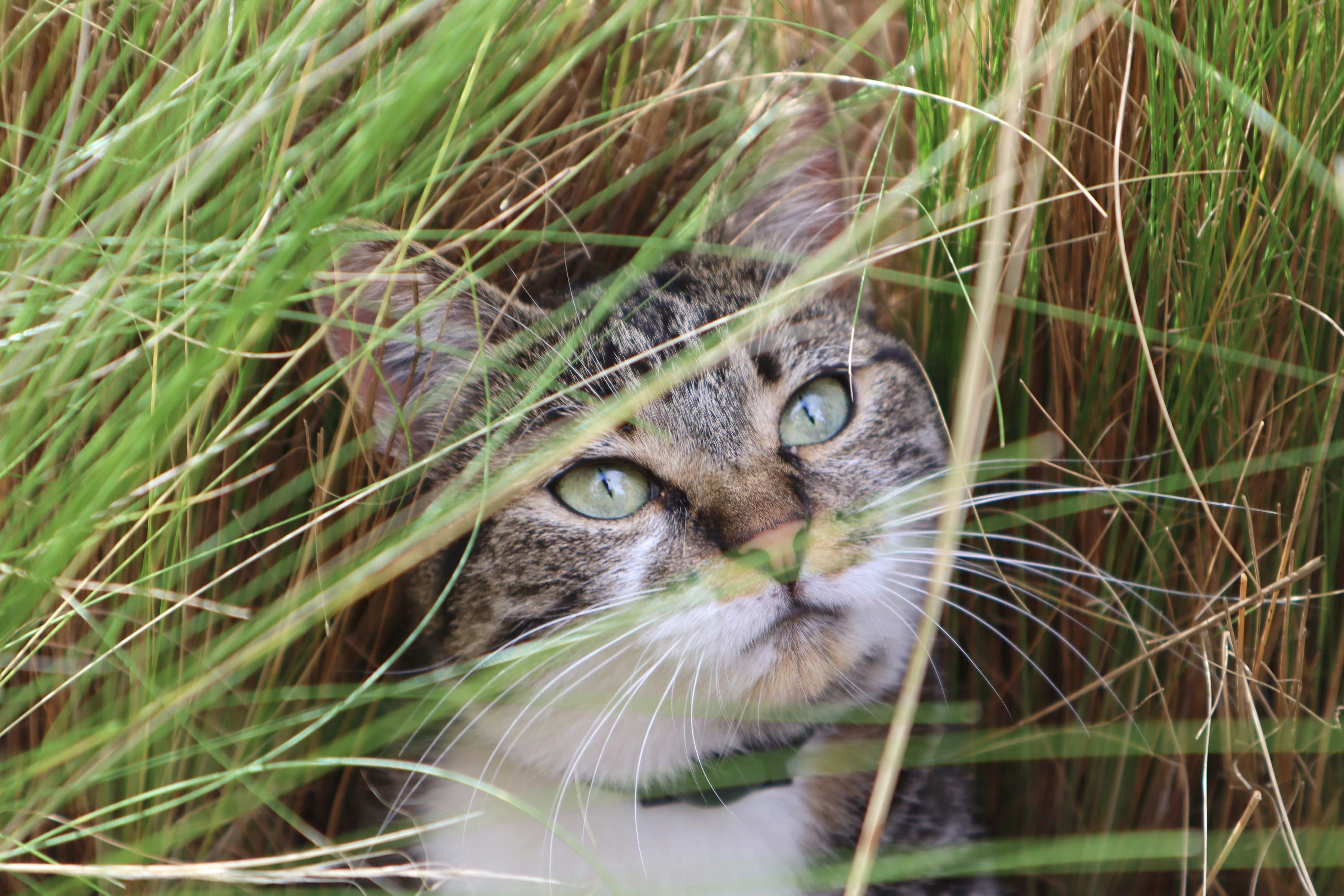 brown and white tabby cat