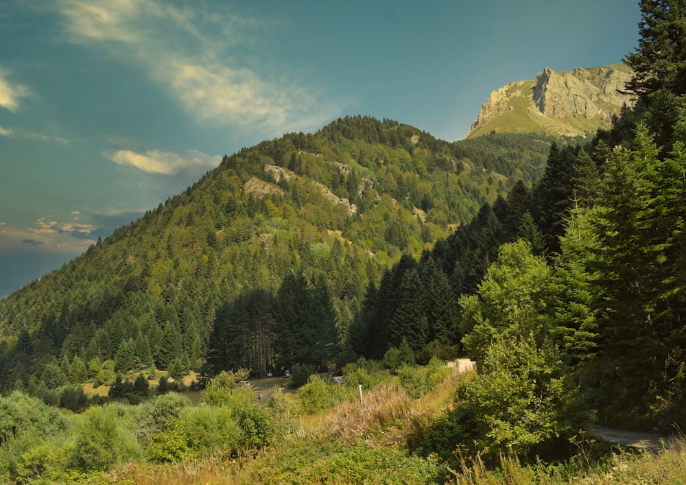 green trees on mountain under blue sky during daytime