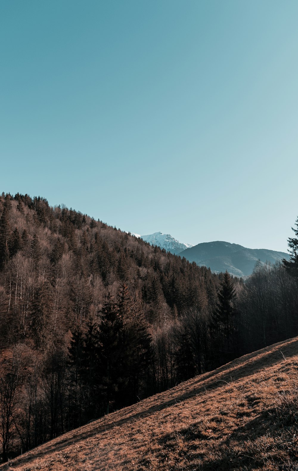 green trees on mountain under blue sky during daytime