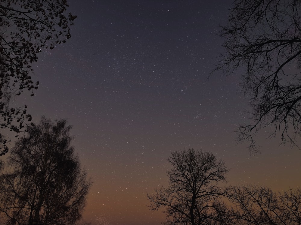 silhouette of trees under starry night